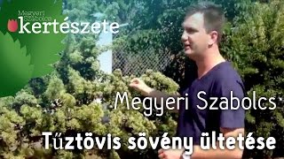 Tűztövis sövény ültetés  Tűztövis virága  Pyracantha coccinea  Megyeri Kertészet [upl. by Derwin]