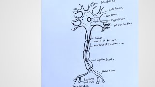 how to draw easy neuron drawing easy  class 10step by step [upl. by Maximilien652]