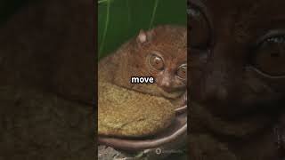 Meet the Tarsiers Sulawesis Nocturnal Marvels [upl. by Adnaerb]