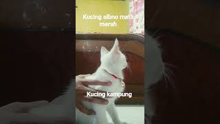 kucing kampung albino mata merah😃😃 [upl. by Trout]