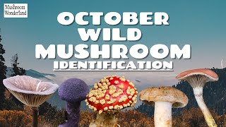 October Wild Mushroom Identification 2024 [upl. by Taima777]