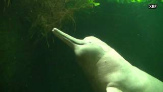 Amazon river dolphin Inia geoffrensis HD [upl. by Nazar]