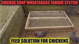 Chicken Coop Wheatgrass Fodder System  Feed Solution For Chickens [upl. by Neu]