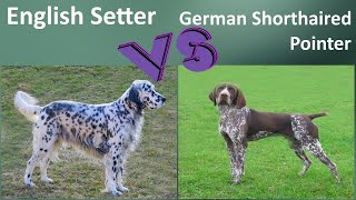 English Setter VS German Shorthaired Pointer  Breed Comparison  Differences [upl. by Okim]