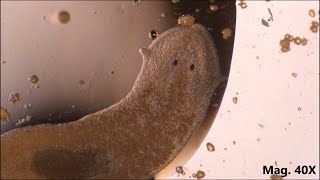 Planaria moving and feeding under the microscope [upl. by Asyram608]