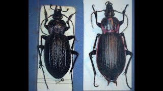 Familia Carabidae parte 2 [upl. by Adriano]