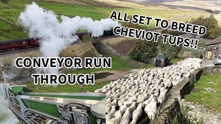 How does the conveyor work First step done to breed the BEST cheviot tups [upl. by Lore]