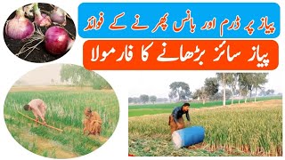 Onion Payaz Nursery profitable Crop jadeed Farming information Dram and Bans [upl. by Aamsa106]