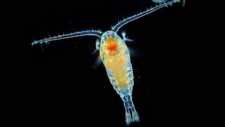 Facts Copepods [upl. by Yun456]