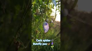 Crab spider🕷️ Butrfly pea 🦋🪻🌱🥰🤗natureborn india travel [upl. by Yticilef711]