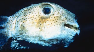 This Pufferfish has the BEST Smile in the Sea  Oceana [upl. by Aneetsirhc249]