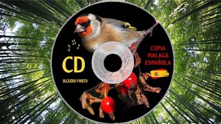 Copia Malaga CD 💿 Limpio para memorización niños jilguero y mixto  CD Goldfinch [upl. by Cavil569]