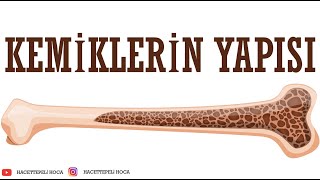 213 DESTEK VE HAREKET SİSTEMİ2 KEMİKLERİN YAPISI  11 SINIF  AYTHacettepeli Hoca Biyoloji ​ [upl. by Oinimreh]