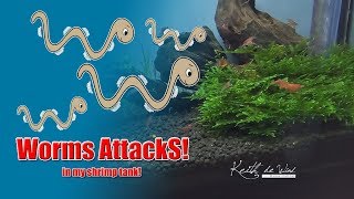 Worms Attacks in my shrimp tank [upl. by Inalan]