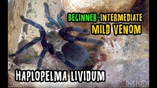 Haplopelma lividum ready stock 2019 [upl. by Immanuel]