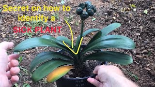 Secret on early identifying a sick plant [upl. by Oiluarb54]