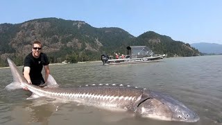 TOP 3 BIGGEST STURGEON CAUGHT ON CAMERA compilation [upl. by Enaz]