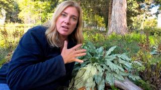 How to divide lungwort Pulmonaria 🌿 Deerresistant shade plant [upl. by Iknarf]