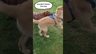 Two golden retrievers playing with a leash shorts youtube goldenretriever leashwalking [upl. by Ahsiniuq317]