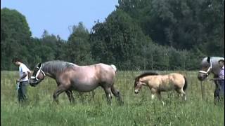 Les chevaux de traits  Le trait du Nord [upl. by Atimed]