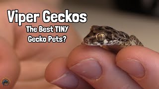 How to Take Care of a Viper Gecko  General Care Guide 🦎 [upl. by Shaper]