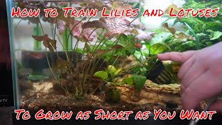 How to Train Lily and Lotus Aquarium Plants  Nymphaea Species Trimming [upl. by Anilrats]