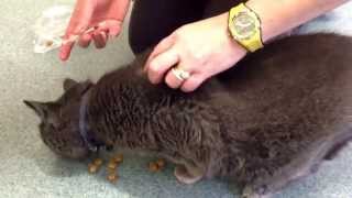 How to give an insulin injection to a diabetic cat PART TWO Owner [upl. by Siravrat]