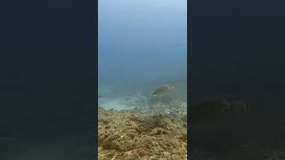 Immense ocean a glitter of batfish and hunting kingfish divingmauritius scubadiving fish turtle [upl. by Tonina]