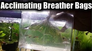 How To Acclimate A Breather Bag  Acclimating Aquarium Fish [upl. by Rodl]