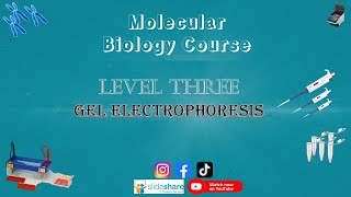 75 What is gel electrophoresis Practical molecular biology level 3 part 1 شرح بالعربي [upl. by Eednil]