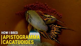 How I Bred Apistogramma Cacatuoides at Home [upl. by Alvina]