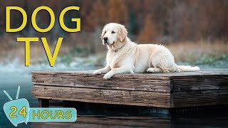 DOG TV Video Entertain Prevent Boredom amp Best AntiAnxiety for Dogs When Home Alone  Music for Dog [upl. by Hannazus600]