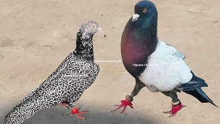 10 Most Beautiful Fancy Pigeons Collection  Indian Pigeon Breeds  World Unique Amazing Pigeon Farm [upl. by Gilus]