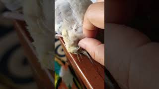 Preening my cute cockatiel cucus pin feathers 🪶 cockatiel cockatoos birds parrot viralshorts [upl. by Atilol259]