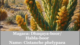 Geedka DhaqayaboorHablaboor amp Casharkeenii Barashada Dhirta Dalkeena Hooyo plants plantmedicine [upl. by Cynarra]