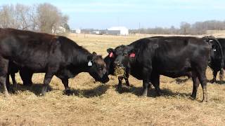 BF Cattle Co Balancer Cows [upl. by Cerelly]