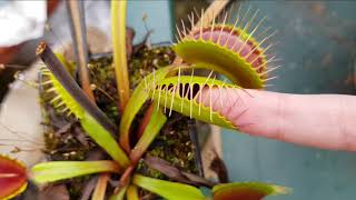 Venus Flytrap eats pinky finger [upl. by Casilde596]