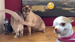 Funniest Cats And Dogs Videos 😁  Best Funny Animal Videos 2024 🥰9 [upl. by Lorola]