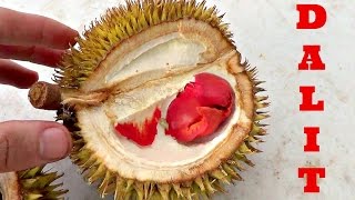 Dalit Jungle Durian Review Durio Graveolens  Weird Fruit Explorer Ep 160 [upl. by Ignatzia512]