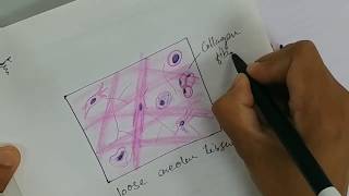 Histology Drawing of Loose Areolar Tissue with explanation  connective tissue [upl. by Eitsrik91]