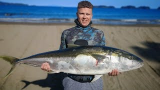 SOLO Spearfishing BIG Kingfish and SHARK encounter Auckland NZ [upl. by Silsby]