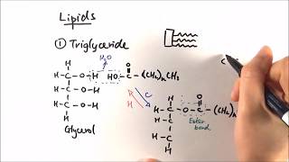 AS Biology  Triglycerides OCR A Chapter 35 [upl. by Anirehtak]