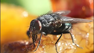 How to control flies DIY trick Proven secret… [upl. by Malcolm444]