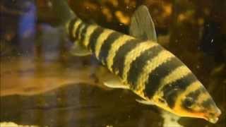 Black banded Leporinus Leporinus fasciatus 20cm [upl. by Zelig]