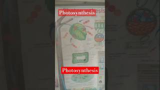 Photosynthesis experimentviralvideo short experimental biologyexperiment [upl. by Iilek891]