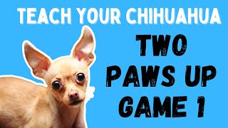 Teach your chihuahua the Two Paws Up game Fun easy game for focus and fitness [upl. by Shriver]