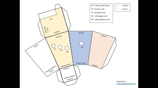 Demonstration of a paper model of pterygopalatine fossa [upl. by Halihs833]