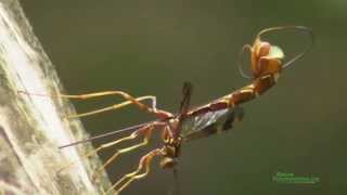 Giant Ichneumon Wasp Megaryhssa macrurus Ovipositing [upl. by Atima162]