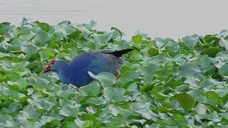 Grey headed Swamphen [upl. by Ailasor]