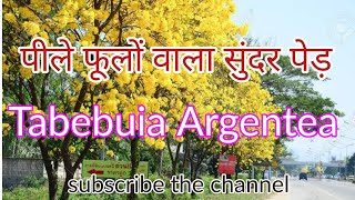 Tabebuia Argentea plant  KhetiBadiTV  Rajesh Saini [upl. by Annil]